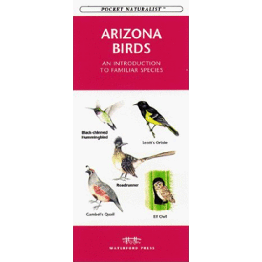 Arizona Birds - An Introduction to Familiar Species — Starizona